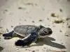 tortues à Tahiti